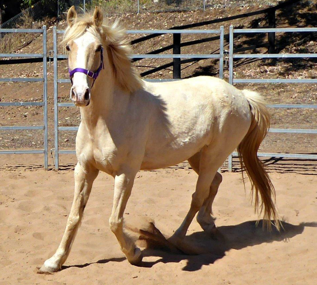 casper the horse after rspca care